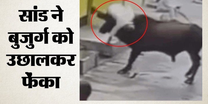 सड़क पर बेकाबू सांड का तांडव, सींग से उठाकर बुजुर्ग को पटका; छह लोग हुए घायल