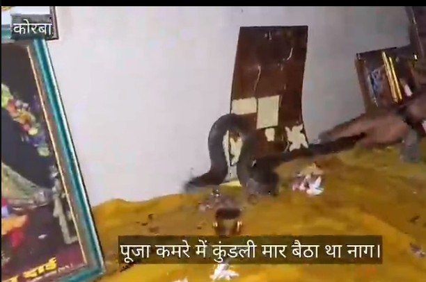 सावन में घर पहुंचा नाग, पहले तोते को डसा, फिर भगवान की मूर्तियों के बीच फन फैलाकर बैठा;