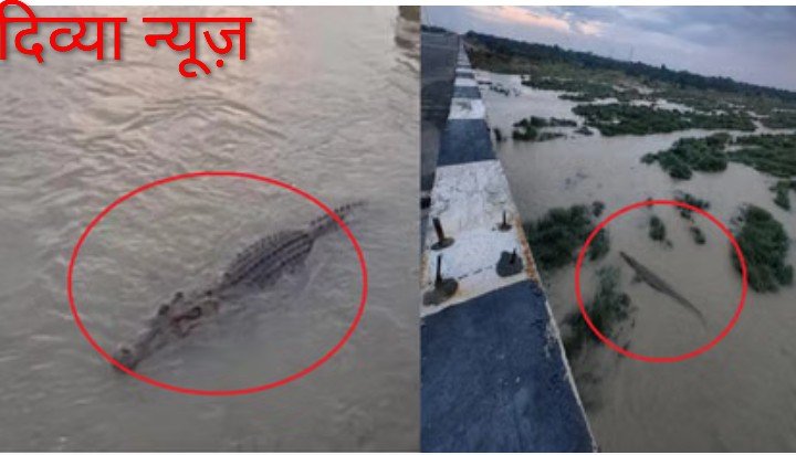 तरदा और कुदुरमाल एनीकट में फिर दिखा मगरमच्छ, ग्रामीणों में दहशत; वन विभाग ने बढ़ाई निगरानी